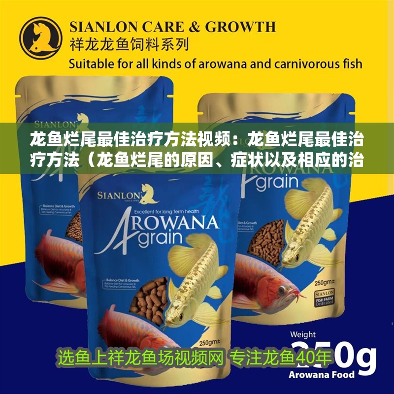 龍魚爛尾最佳治療方法視頻：龍魚爛尾最佳治療方法（龍魚爛尾的原因、癥狀以及相應的治療措施）