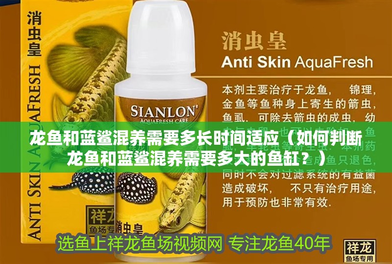 龍魚和藍鯊混養需要多長時間適應（如何判斷龍魚和藍鯊混養需要多大的魚缸？）