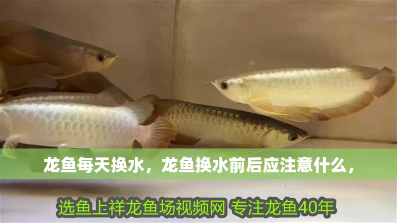龍魚每天換水，龍魚換水前后應(yīng)注意什么，