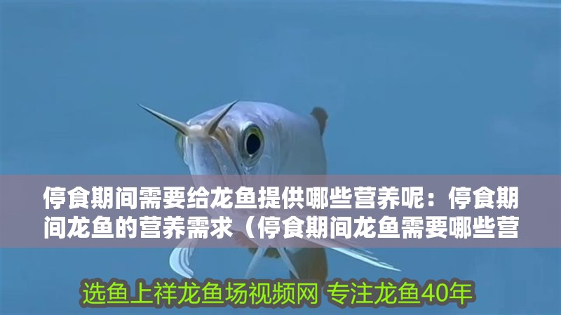 停食期間需要給龍魚提供哪些營養呢：停食期間龍魚的營養需求（停食期間龍魚需要哪些營養）