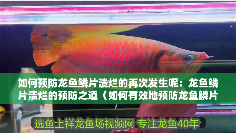 如何預防龍魚鱗片潰爛的再次發生呢：龍魚鱗片潰爛的預防之道（如何有效地預防龍魚鱗片潰爛）