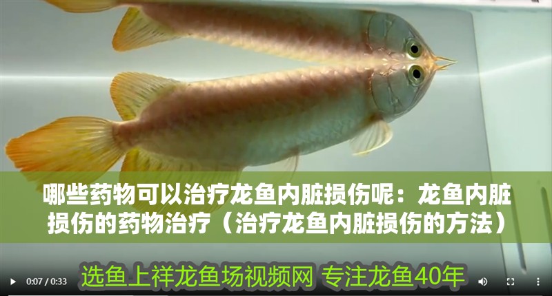 哪些藥物可以治療龍魚內臟損傷呢：龍魚內臟損傷的藥物治療（治療龍魚內臟損傷的方法）