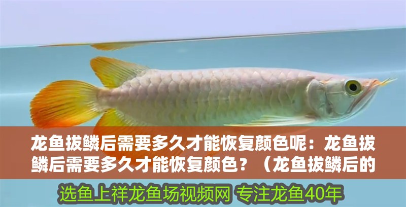 龍魚拔鱗后需要多久才能恢復顏色呢：龍魚拔鱗后需要多久才能恢復顏色？（龍魚拔鱗后的顏色恢復時間）