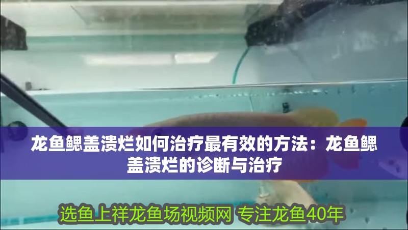 龍魚鰓蓋潰爛如何治療最有效的方法：龍魚鰓蓋潰爛的診斷與治療