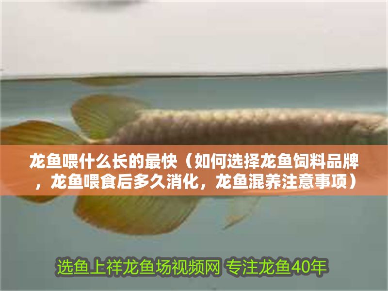 龍魚喂什么長的最快（如何選擇龍魚飼料品牌，龍魚喂食后多久消化，龍魚混養注意事項）