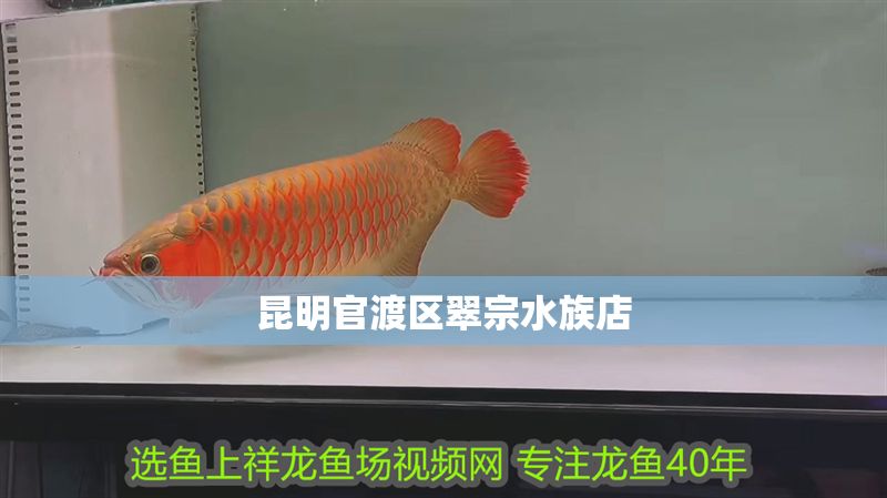 昆明官渡區翠宗水族店