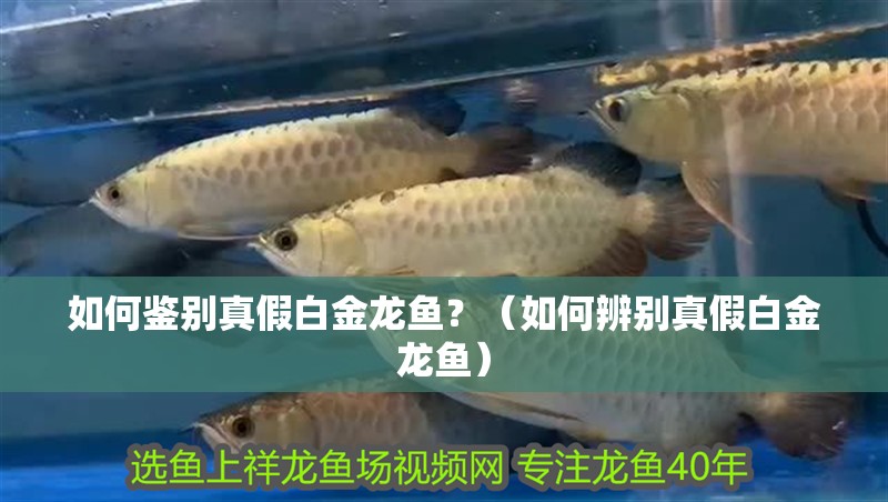 如何鑒別真假白金龍魚？（如何辨別真假白金龍魚）