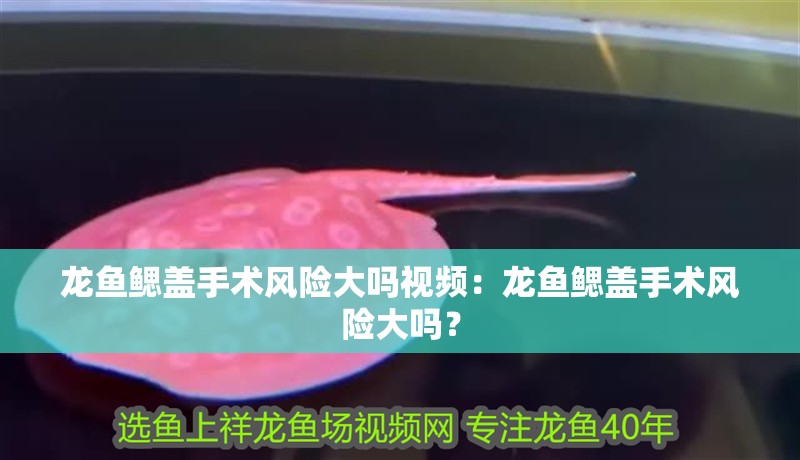 龍魚鰓蓋手術風險大嗎視頻：龍魚鰓蓋手術風險大嗎？