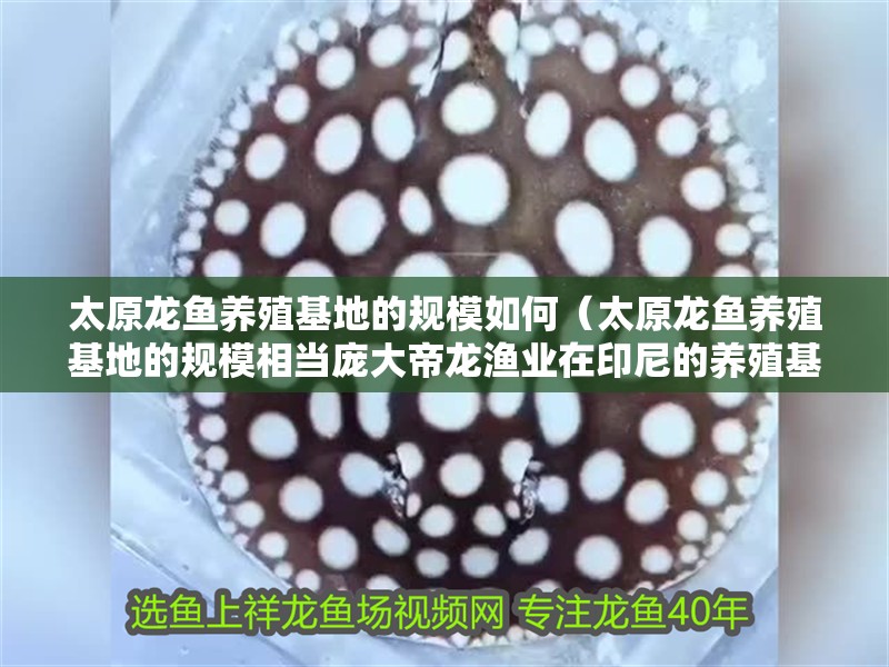 太原龍魚養殖基地的規模如何（太原龍魚養殖基地的規模相當龐大帝龍漁業在印尼的養殖基地有多大）