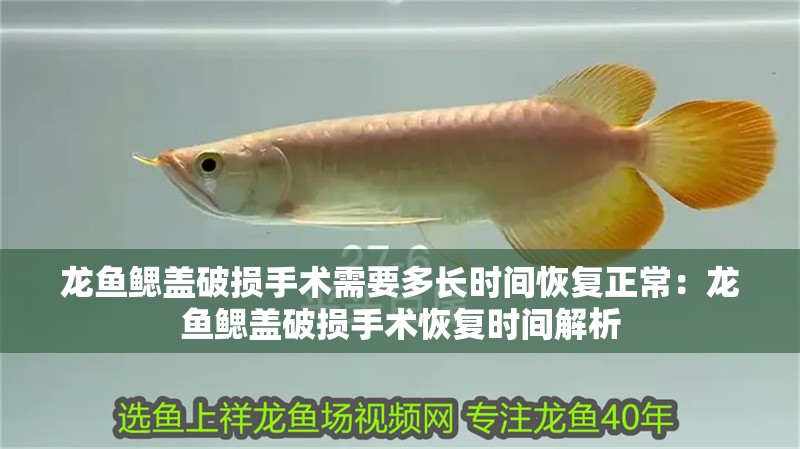 龍魚鰓蓋破損手術需要多長時間恢復正常：龍魚鰓蓋破損手術恢復時間解析