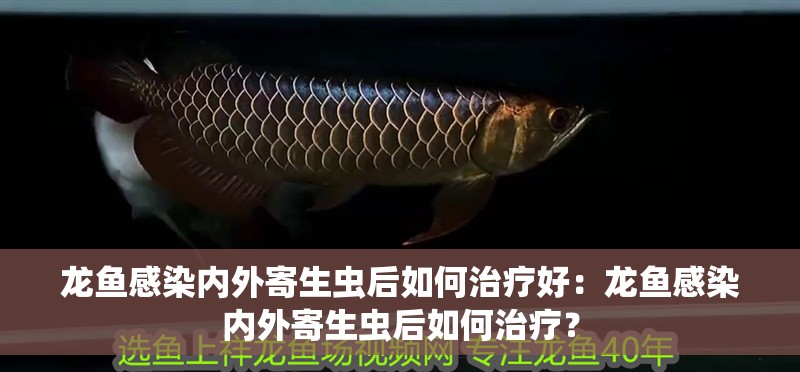 龍魚感染內外寄生蟲后如何治療好：龍魚感染內外寄生蟲后如何治療？
