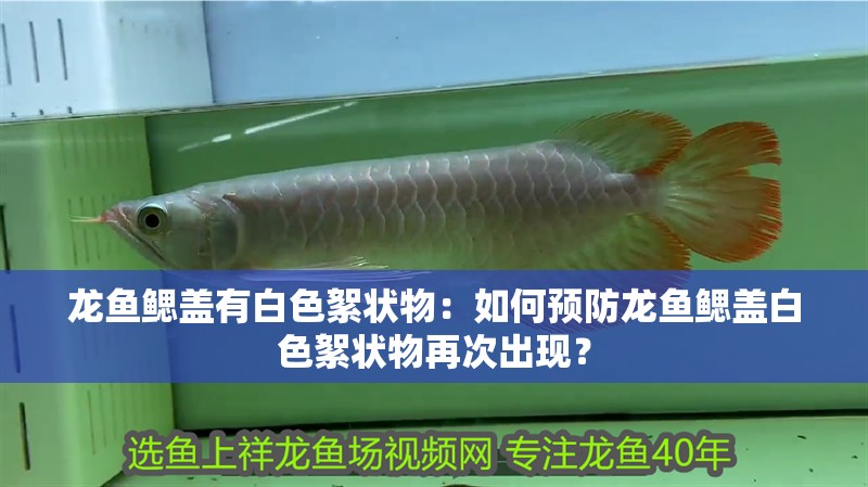 龍魚鰓蓋有白色絮狀物：如何預(yù)防龍魚鰓蓋白色絮狀物再次出現(xiàn)？