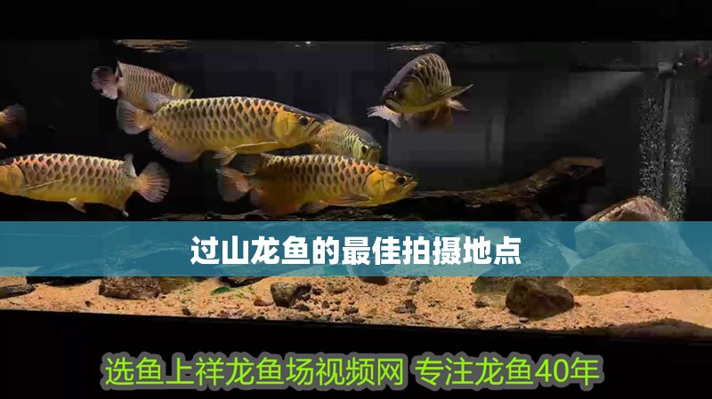 過山龍魚的最佳拍攝地點