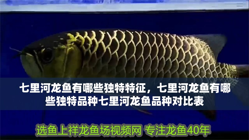 七里河龍魚有哪些獨(dú)特特征，七里河龍魚有哪些獨(dú)特品種七里河龍魚品種對(duì)比表