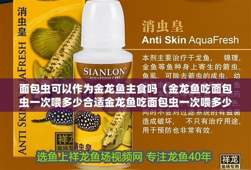 面包蟲可以作為金龍魚主食嗎（金龍魚吃面包蟲一次喂多少合適金龍魚吃面包蟲一次喂多少合適）