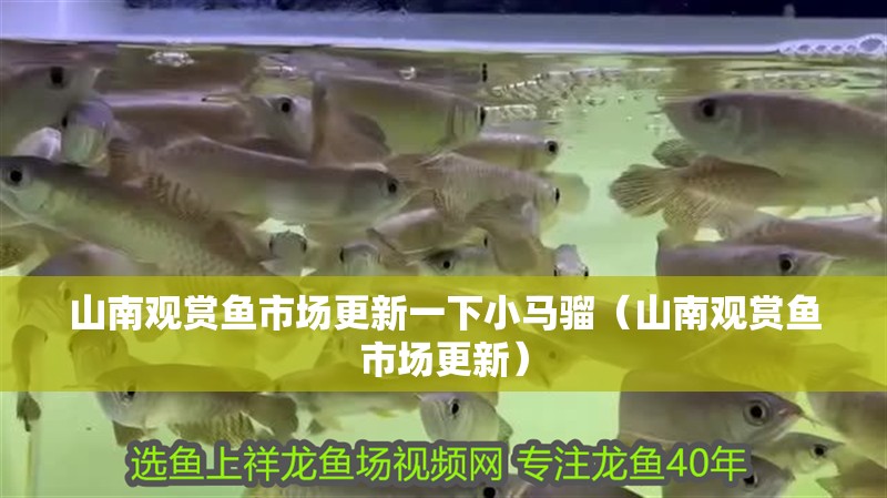 山南觀賞魚市場更新一下小馬騮（山南觀賞魚市場更新）