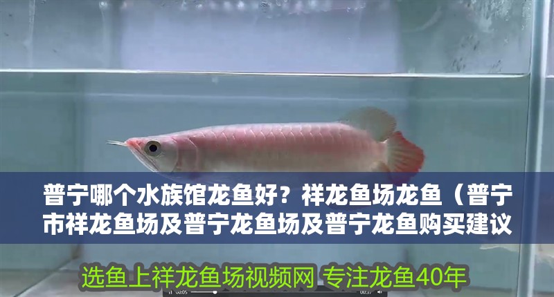 普寧哪個水族館龍魚好？祥龍魚場龍魚（普寧市祥龍魚場及普寧龍魚場及普寧龍魚購買建議）