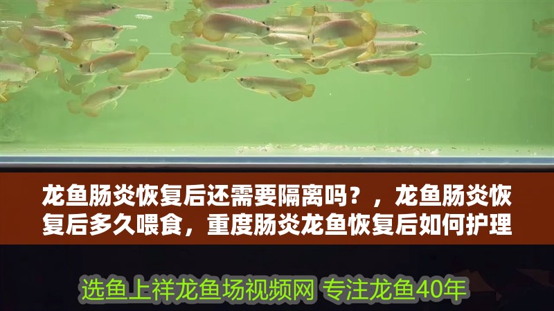 龍魚腸炎恢復后還需要隔離嗎？，龍魚腸炎恢復后多久喂食，重度腸炎龍魚恢復后如何護理？
