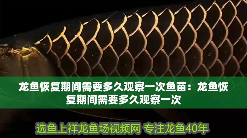 龍魚恢復(fù)期間需要多久觀察一次魚苗：龍魚恢復(fù)期間需要多久觀察一次