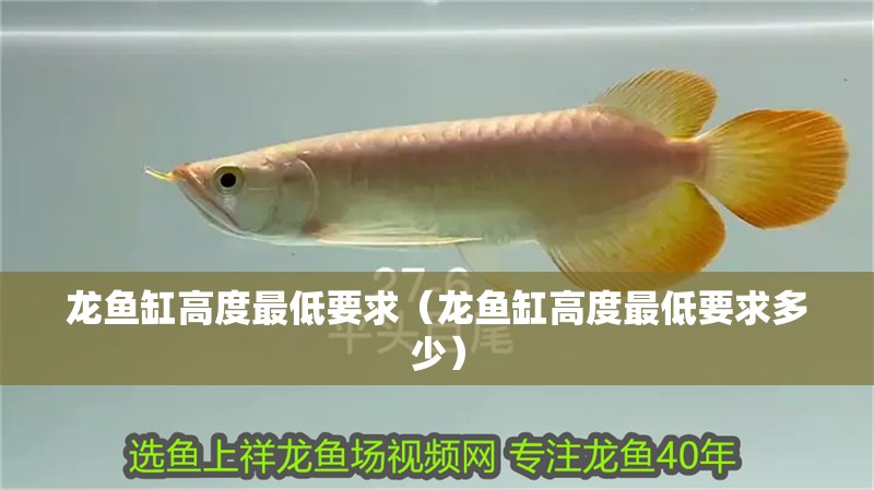 龍魚缸高度最低要求（龍魚缸高度最低要求多少）