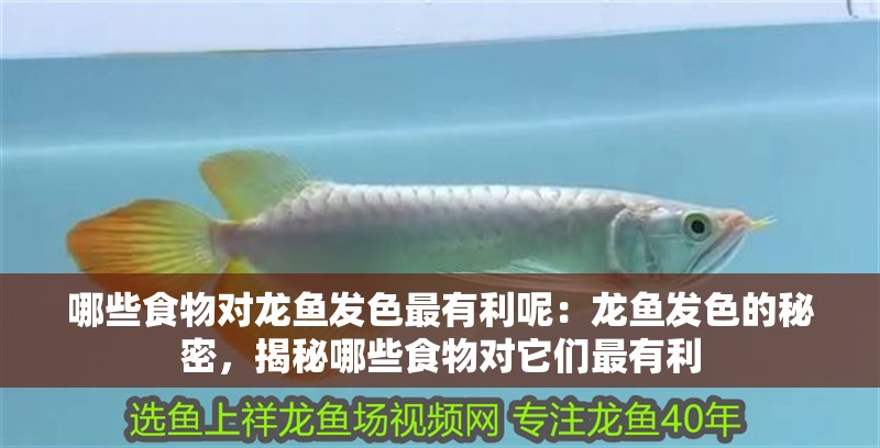 哪些食物對龍魚發色最有利呢：龍魚發色的秘密，揭秘哪些食物對它們最有利