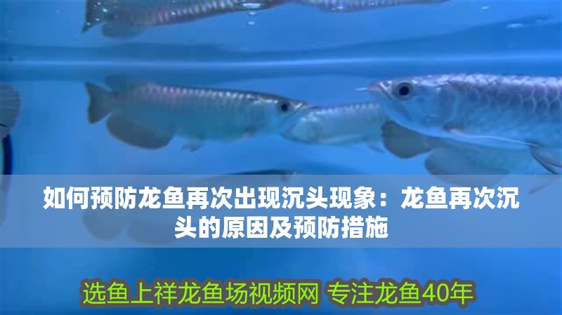 如何預(yù)防龍魚(yú)再次出現(xiàn)沉頭現(xiàn)象：龍魚(yú)再次沉頭的原因及預(yù)防措施
