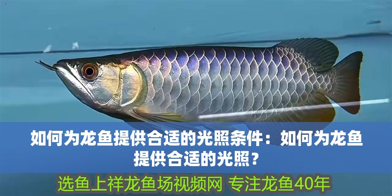 如何為龍魚提供合適的光照條件：如何為龍魚提供合適的光照？