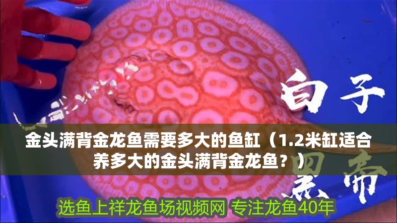 金頭滿背金龍魚需要多大的魚缸（1.2米缸適合養多大的金頭滿背金龍魚？）