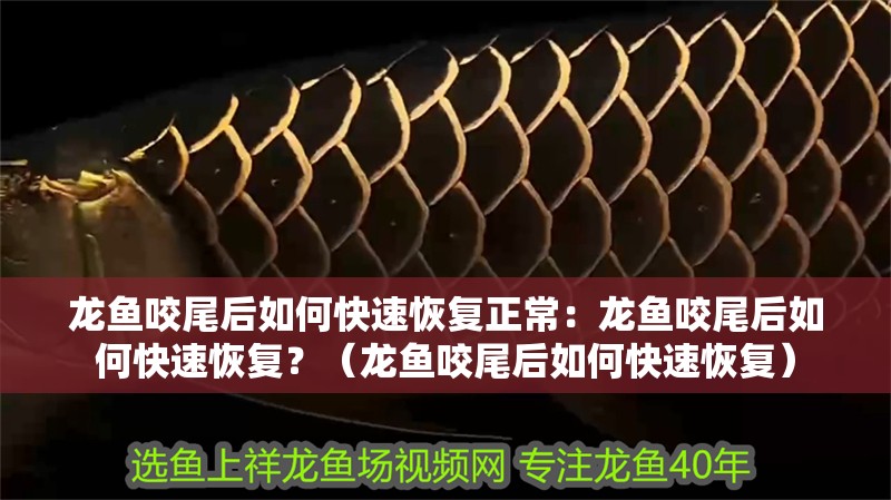 龍魚咬尾后如何快速恢復正常：龍魚咬尾后如何快速恢復？（龍魚咬尾后如何快速恢復）