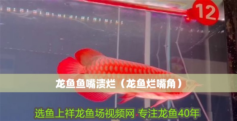 龍魚魚嘴潰爛（龍魚爛嘴角）
