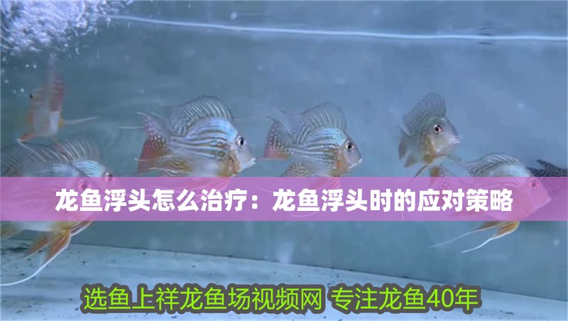 龍魚浮頭怎么治療：龍魚浮頭時的應對策略