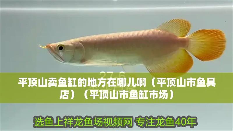 平頂山賣魚(yú)缸的地方在哪兒啊（平頂山市魚(yú)具店）（平頂山市魚(yú)缸市場(chǎng)）