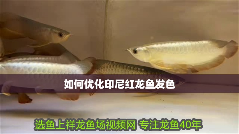 如何優化印尼紅龍魚發色