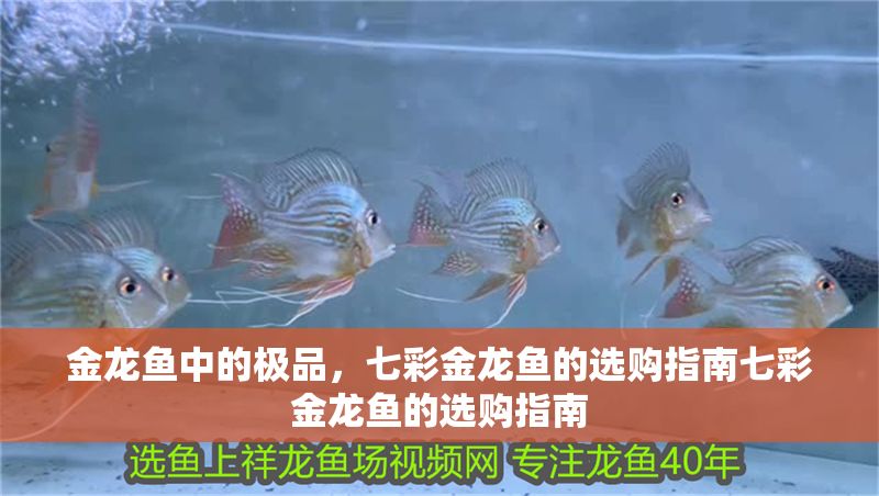 金龍魚中的極品，七彩金龍魚的選購指南七彩金龍魚的選購指南