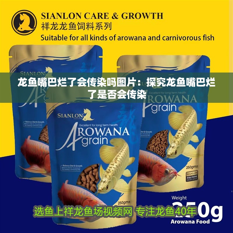 龍魚嘴巴爛了會傳染嗎圖片：探究龍魚嘴巴爛了是否會傳染