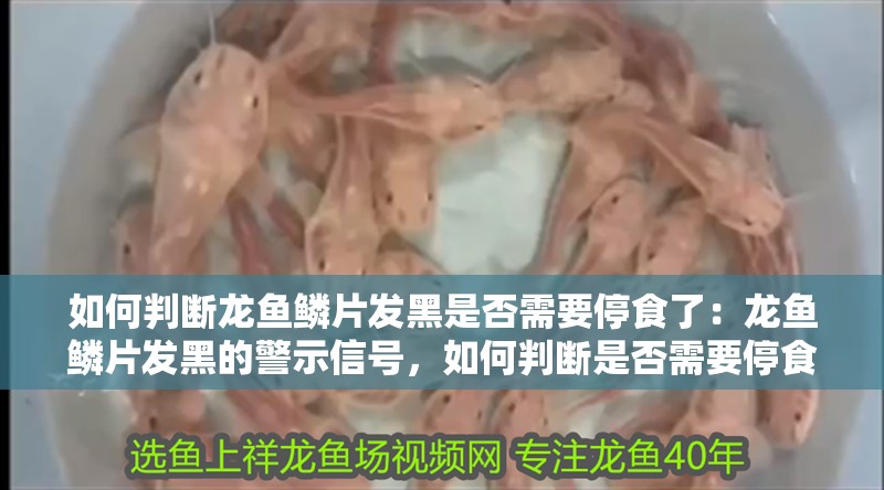 如何判斷龍魚鱗片發黑是否需要停食了：龍魚鱗片發黑的警示信號，如何判斷是否需要停食？