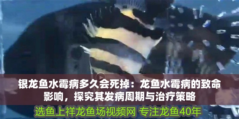 銀龍魚水霉病多久會死掉：龍魚水霉病的致命影響，探究其發病周期與治療策略