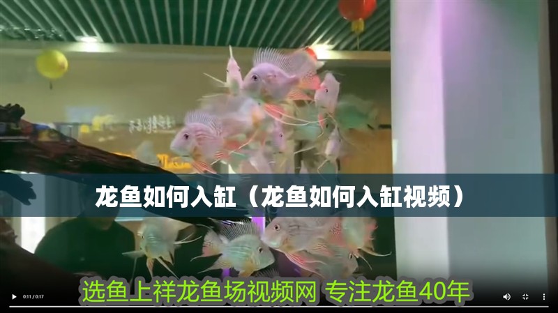 龍魚如何入缸（龍魚如何入缸視頻）