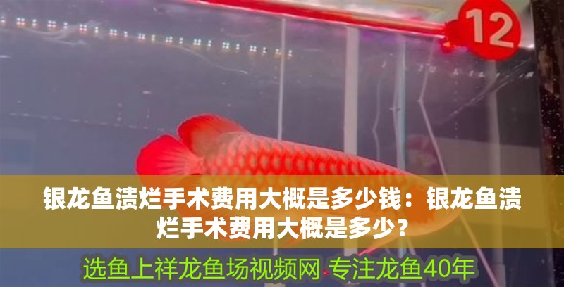 銀龍魚潰爛手術(shù)費用大概是多少錢：銀龍魚潰爛手術(shù)費用大概是多少？