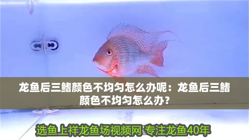 龍魚(yú)后三鰭顏色不均勻怎么辦呢：龍魚(yú)后三鰭顏色不均勻怎么辦？