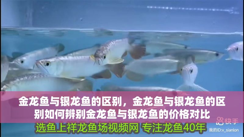 金龍魚與銀龍魚的區別，金龍魚與銀龍魚的區別如何辨別金龍魚與銀龍魚的價格對比