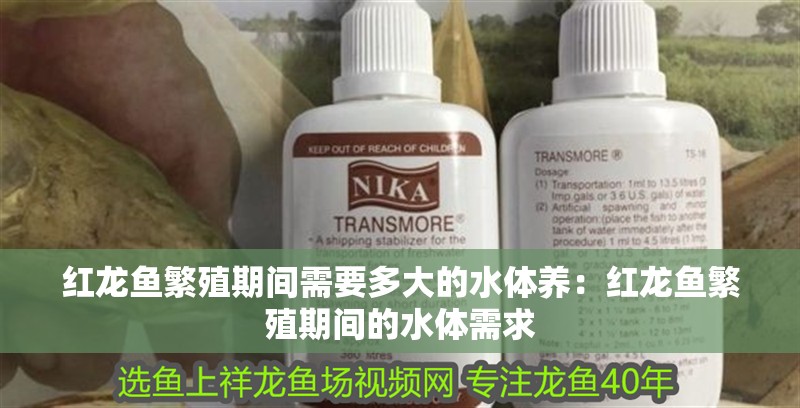 紅龍魚繁殖期間需要多大的水體養：紅龍魚繁殖期間的水體需求