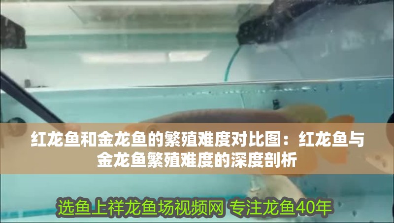 紅龍魚和金龍魚的繁殖難度對比圖：紅龍魚與金龍魚繁殖難度的深度剖析