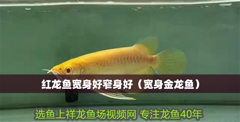 紅龍魚寬身好窄身好（寬身金龍魚）