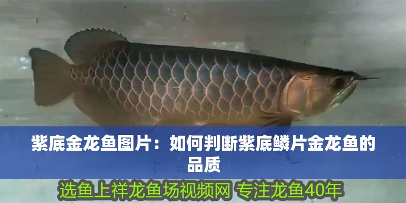 紫底金龍魚圖片：如何判斷紫底鱗片金龍魚的品質