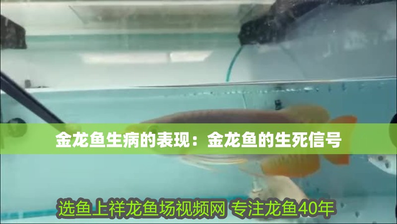 金龍魚生病的表現：金龍魚的生死信號