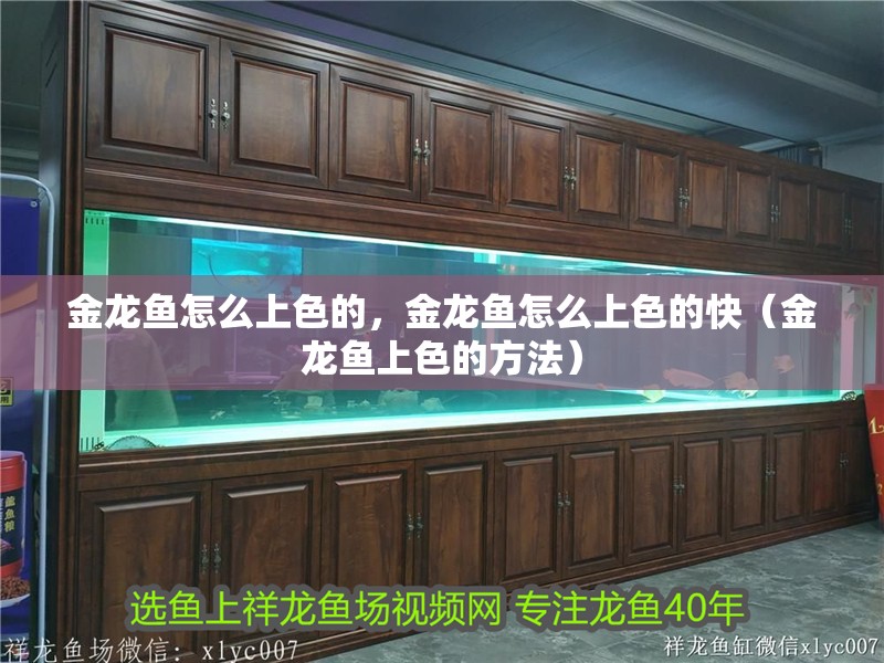 金龍魚怎么上色的，金龍魚怎么上色的快（金龍魚上色的方法）