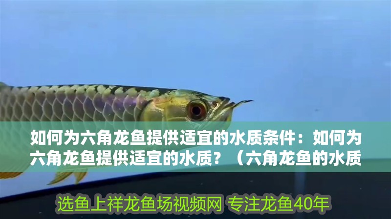 如何為六角龍魚提供適宜的水質(zhì)條件：如何為六角龍魚提供適宜的水質(zhì)？（六角龍魚的水質(zhì)管理）