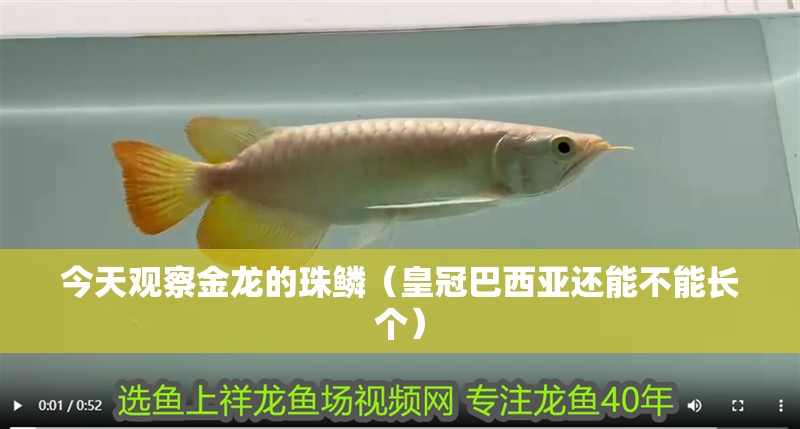 今天觀察金龍的珠鱗（皇冠巴西亞還能不能長個）