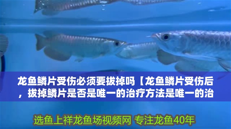 龍魚鱗片受傷必須要拔掉嗎【龍魚鱗片受傷后，拔掉鱗片是否是唯一的治療方法是唯一的治療方法】